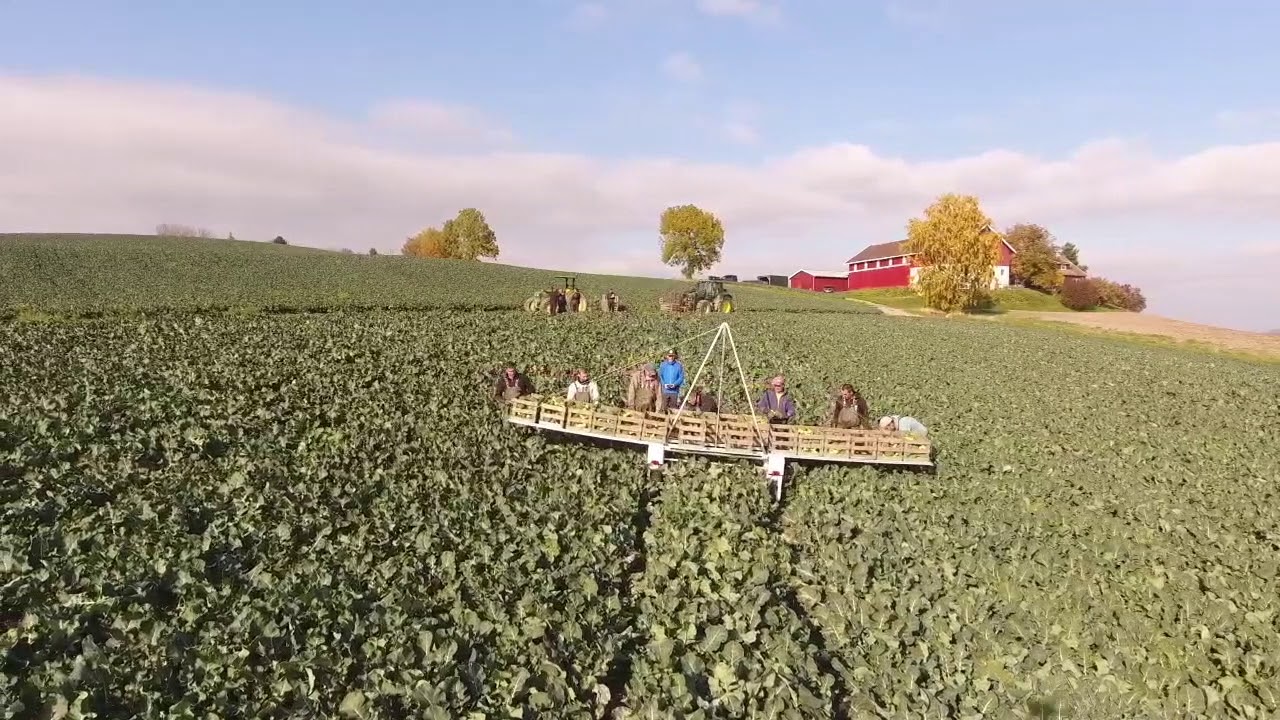 Thorvald helps harvest broccoli