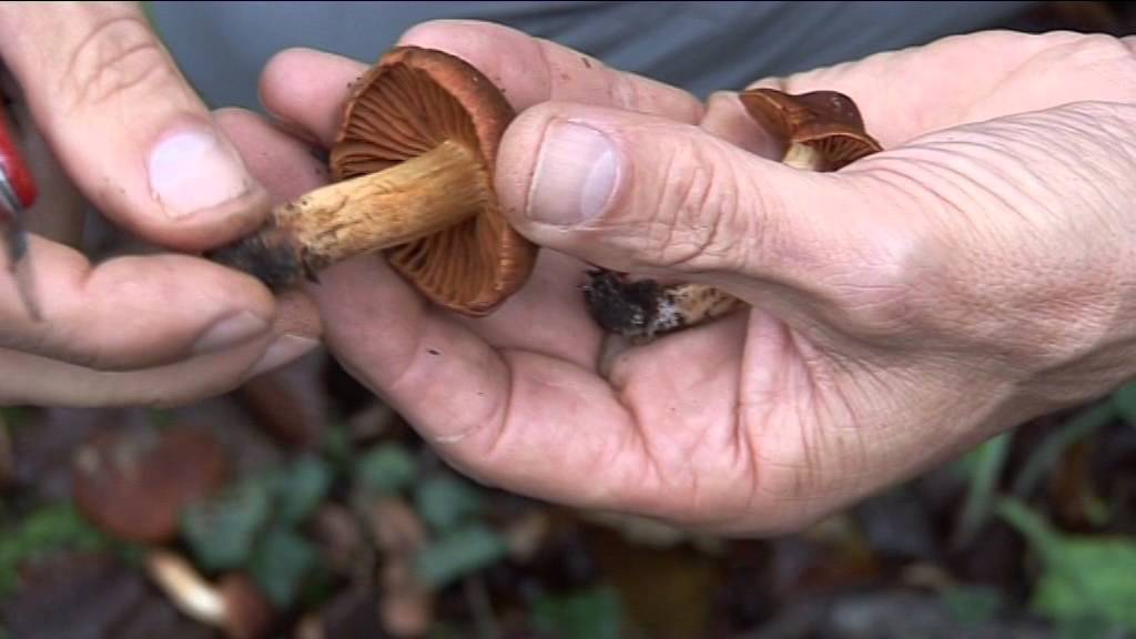 Cortinarius Orellanus @ Conoscere i funghi 25.10.2014