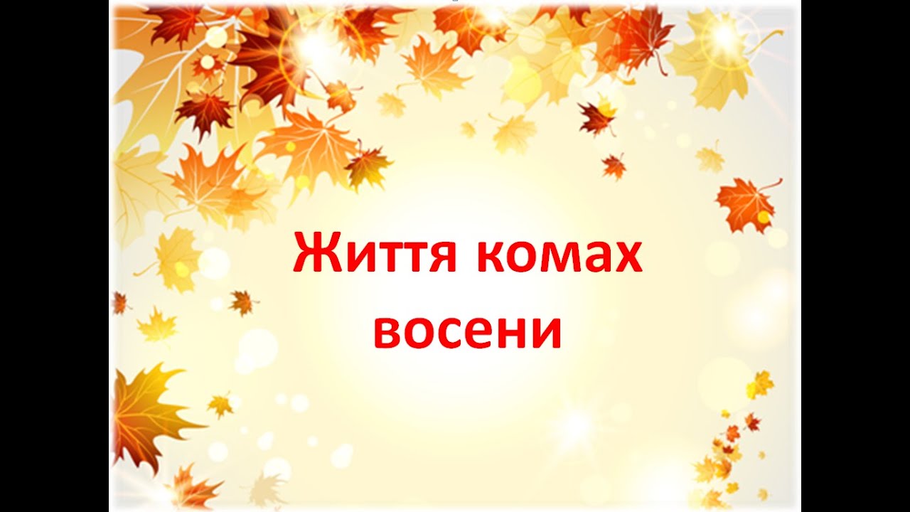 Життя комах восени. Що  роблять восени  комахи.