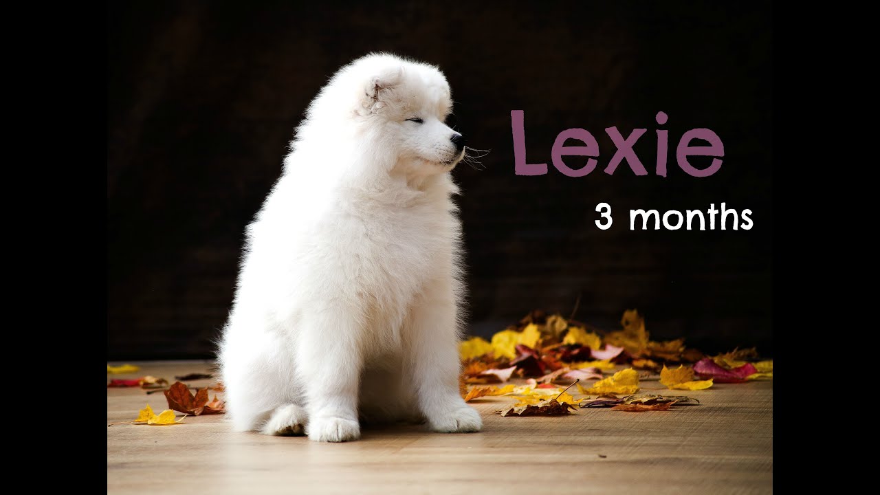 Lexie [3 months old]  Samoyed ♡