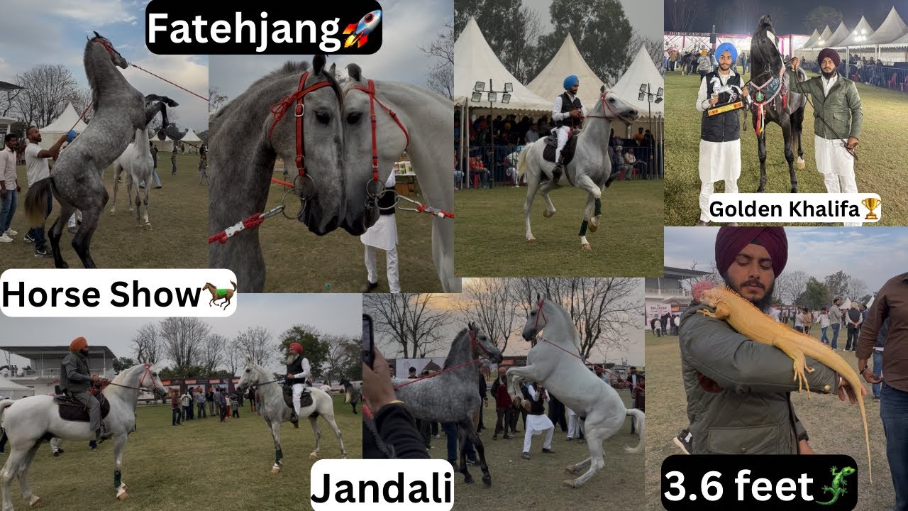 Horse Show Jandali🐎JABARJANG//3.6 feet da iguana🦎