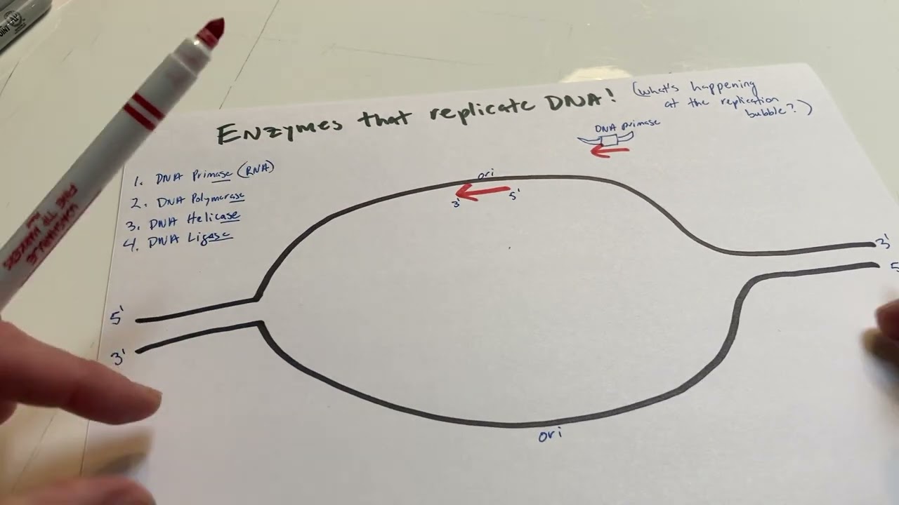 DNA replication enzymes at bubble