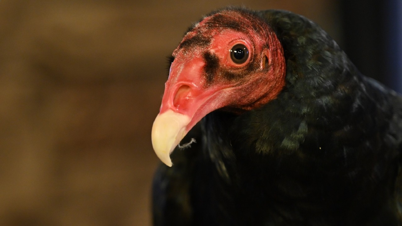 Meet Wildlife Images Animal Ambassador, Aurora the Turkey Vulture