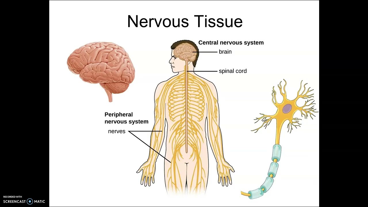 Muscle Tissue and Nervous Tissue