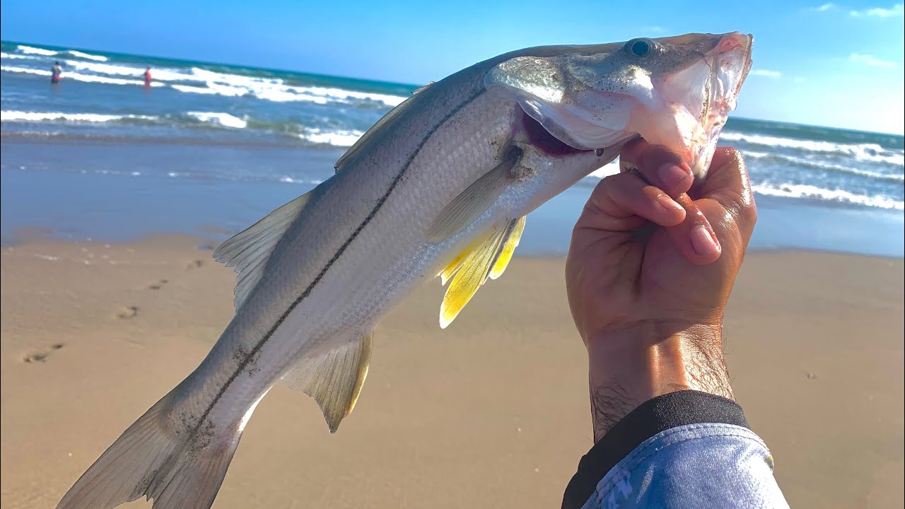 TÉCNICA para PESCAR RÓBALOS en la PLAYA.