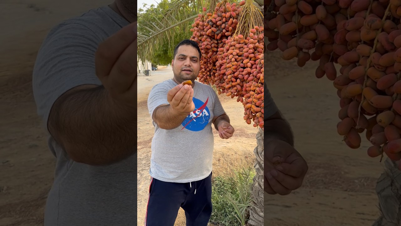 Dates tree in uae #youtubeshorts #food #ytshort #shorts #shortsindia #dates #short #shortvideo