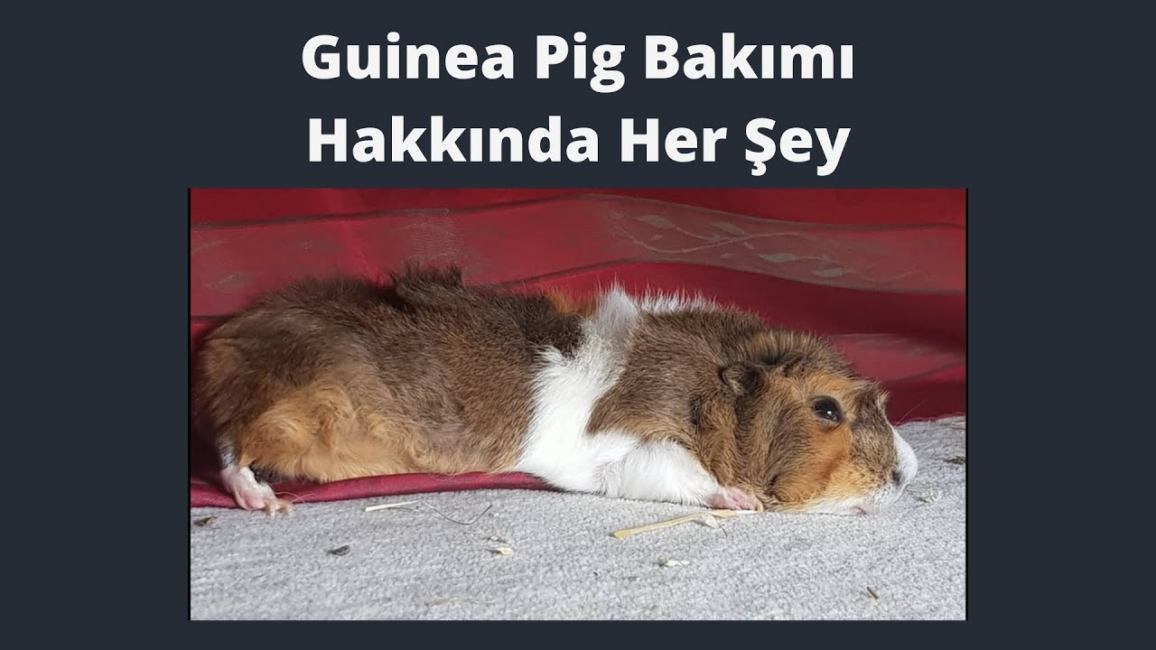 Guinea Pig Bakımı Hakkında Her Şey