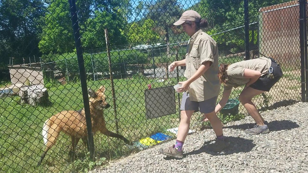 Maned Wolf Talk