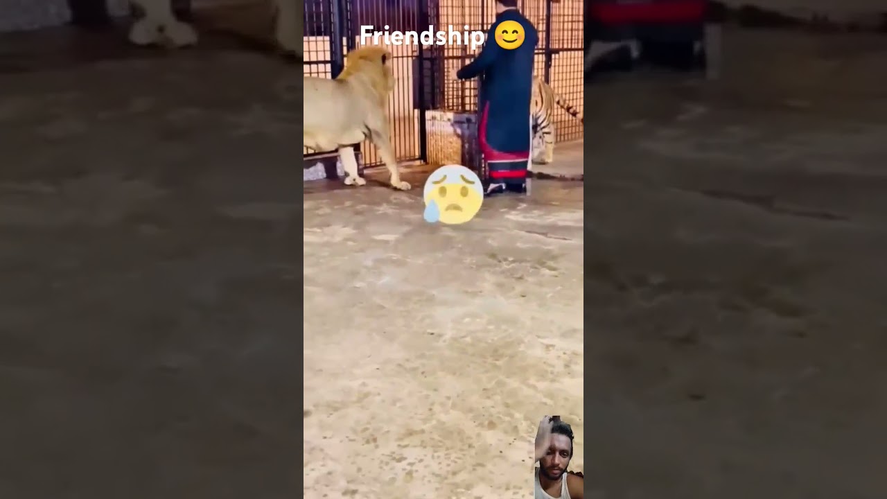Cute tiger and lion friendship #1million views @everyone @topfan