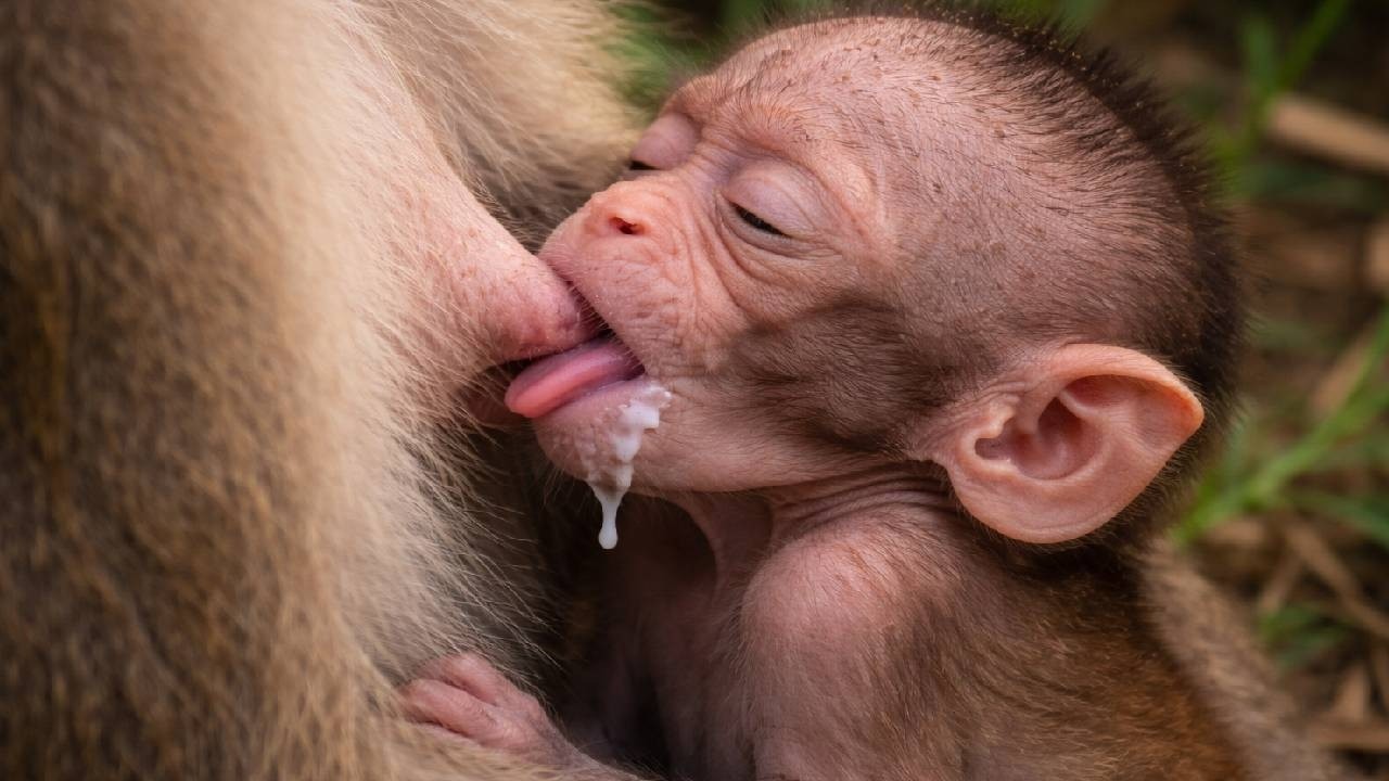 🔴LIVE: Mother’s Love! Adorable Baby Monkey Moment ❤️🐒