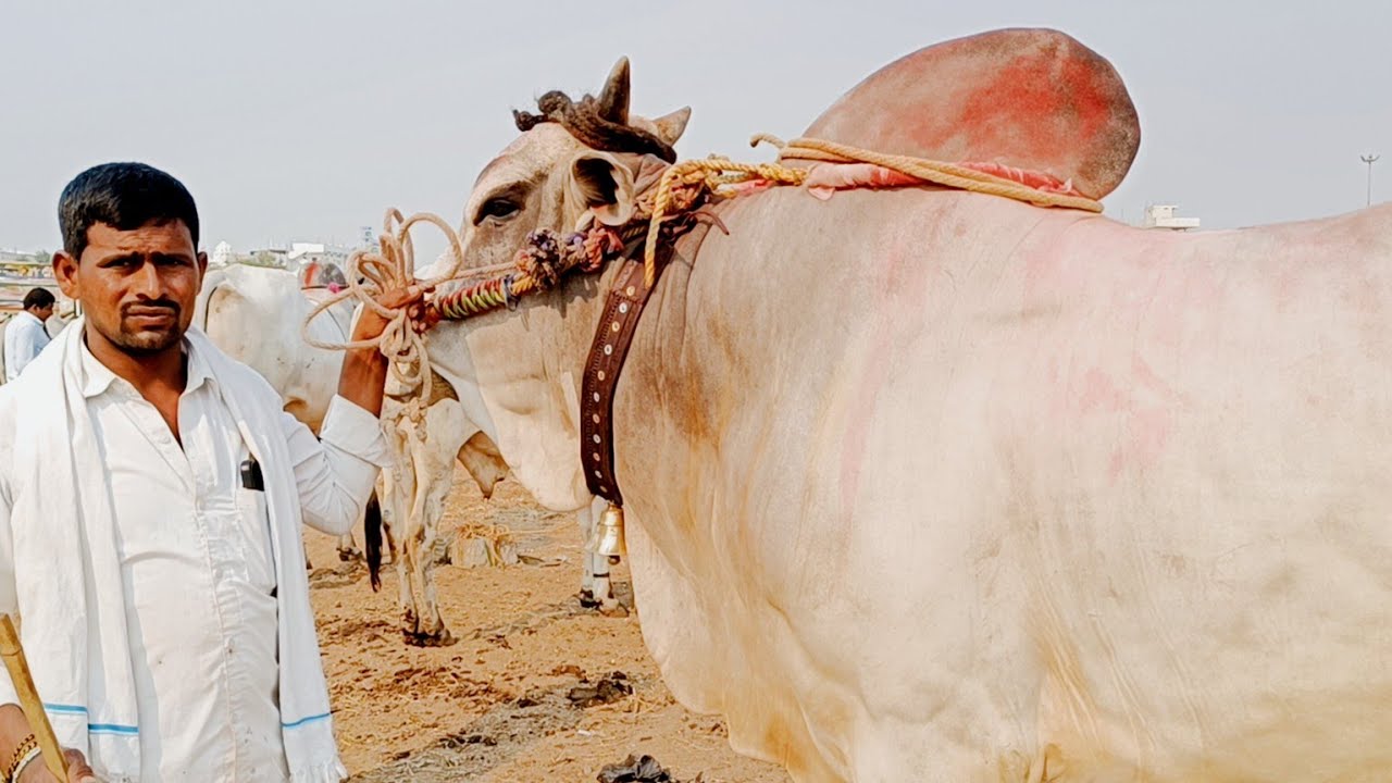 ongole cattle shows in india-pebbair cattle market videos-pebbair bulls market 2025-pebbair santa-ox