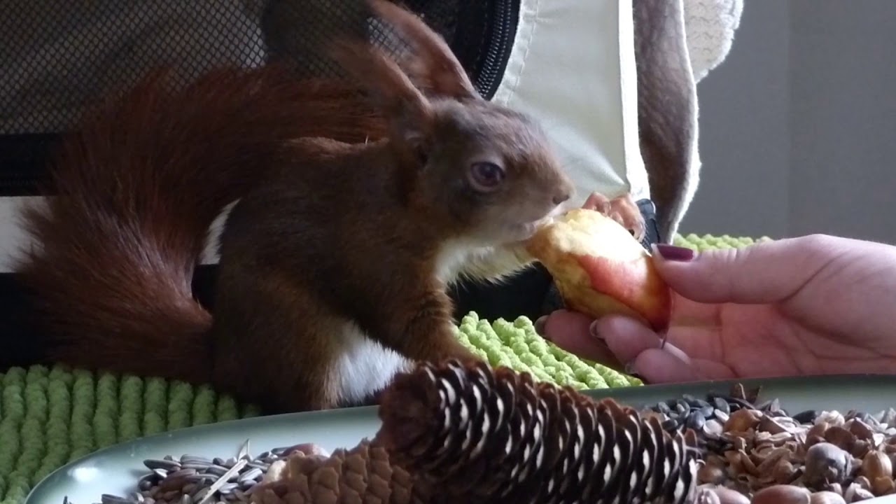 Eichhörnchen Trommlerin ist krank