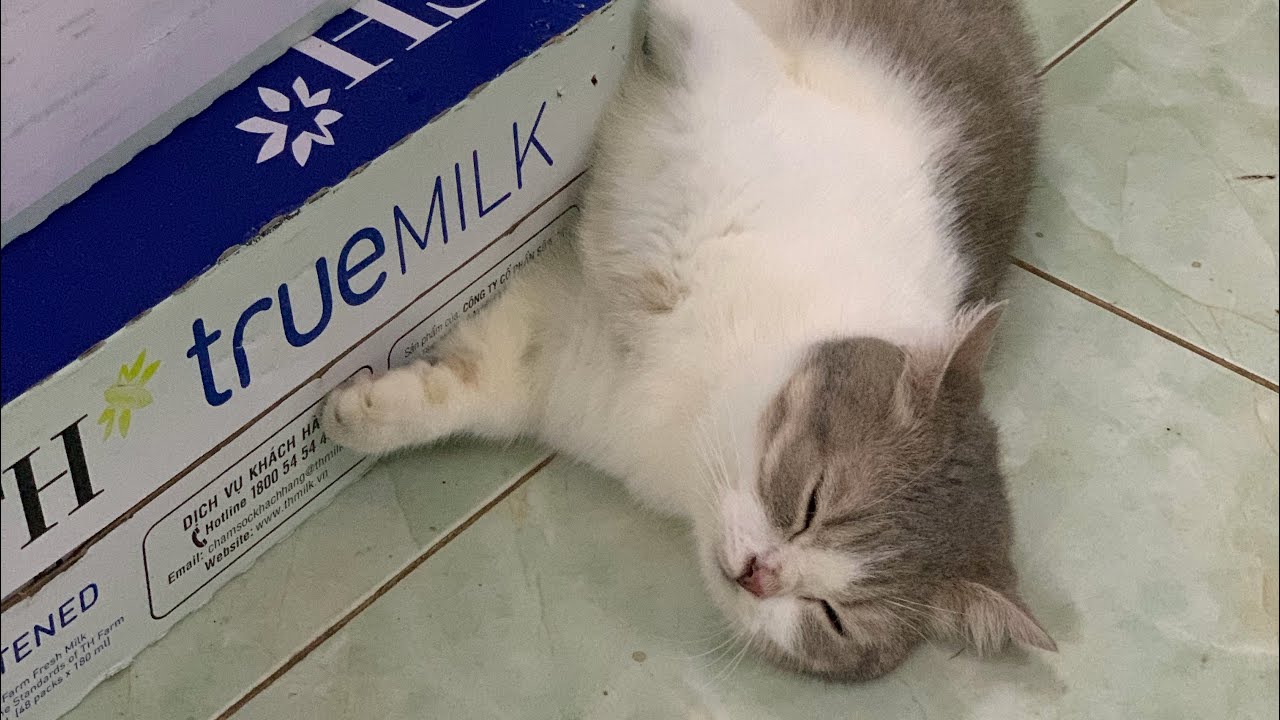 [Meow][250126] | MOONIE | TSUKI - anh Mít qua nhà chơi