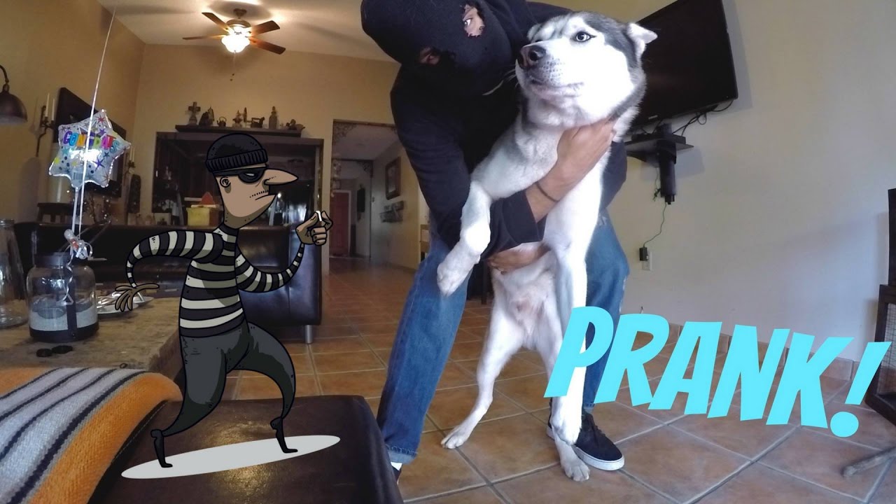 Burglar PRANK on my Dog! - Are Huskies Good Guard Dogs?