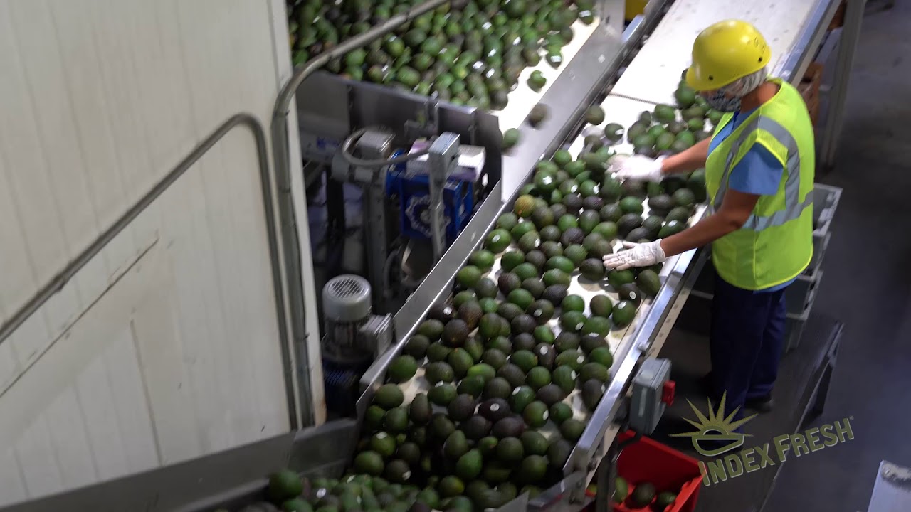 Index Fresh Packinghouse