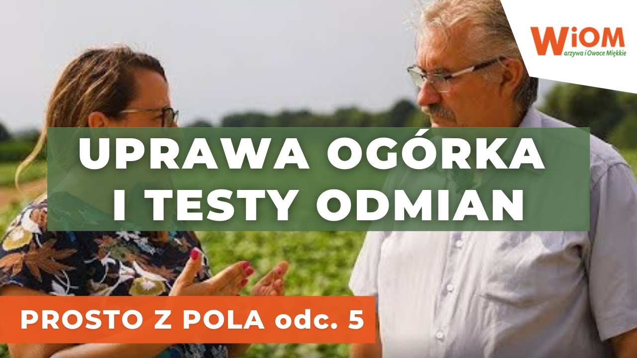 Prosto z pola: stan uprawy ogórka i testy odmian u Zbigniewa Stajkowskiego