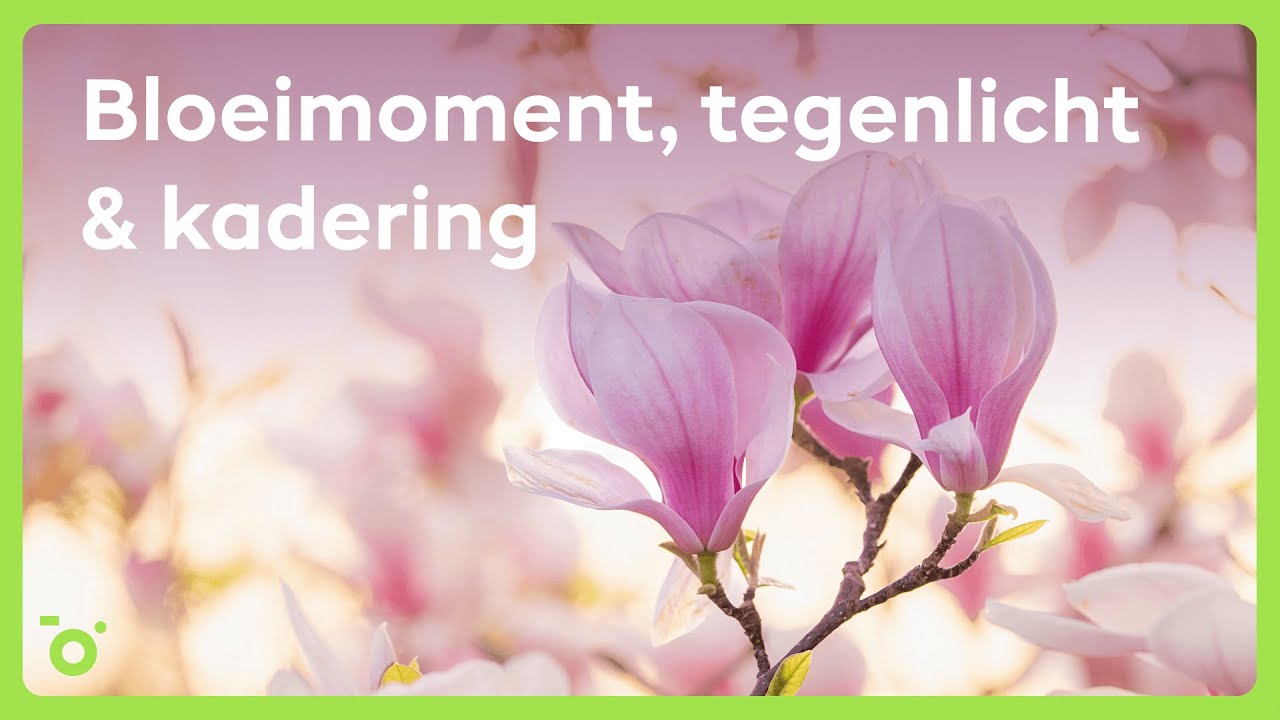 HOE FOTOGRAFEER JE BLOESEMS?