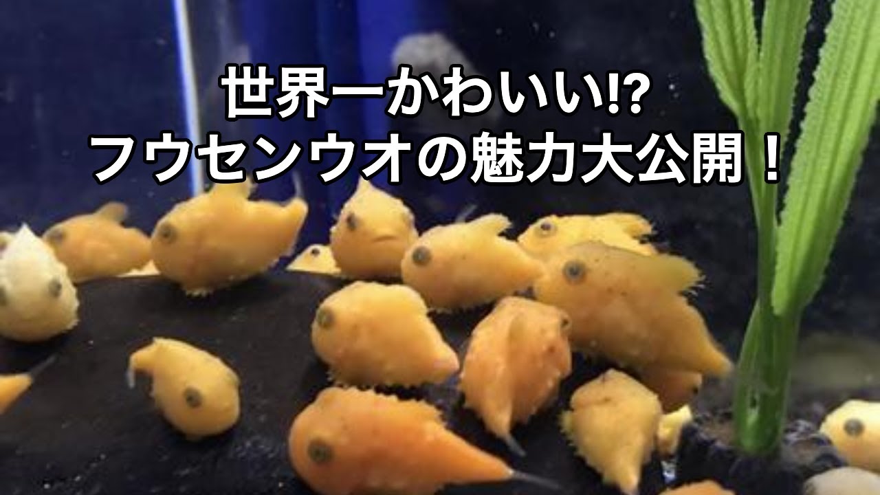 「フウセンウオ」ダンゴウオ科イボダンゴ属の海水魚です。海底の岩場に群生して生活しています。