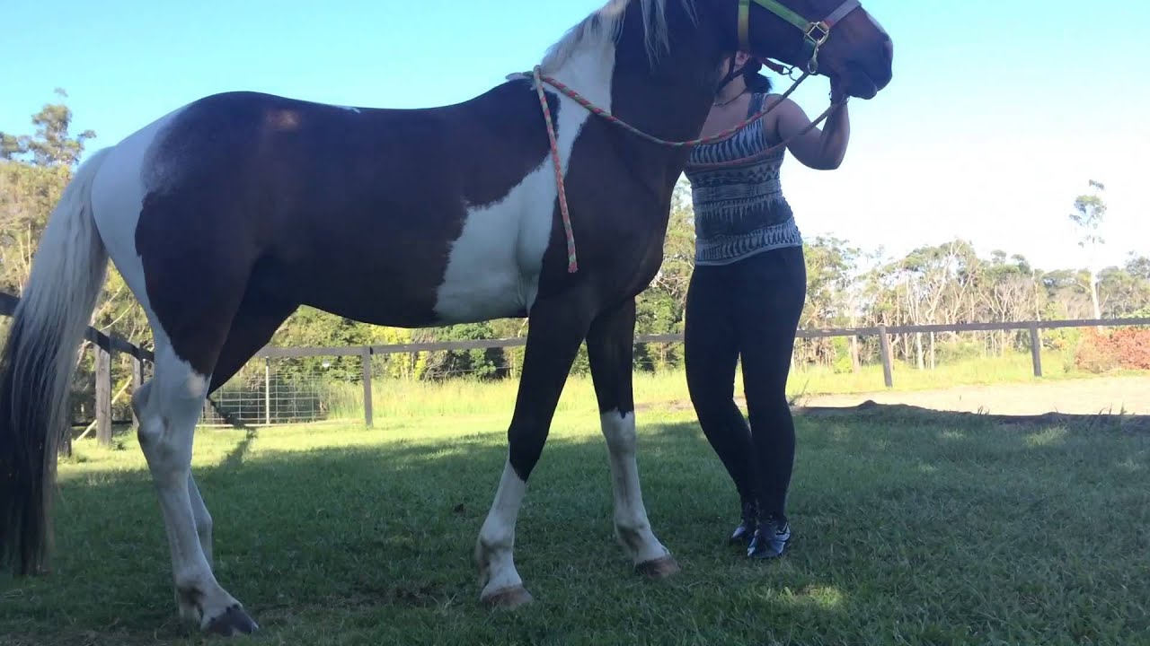 Horse lay down and mount trick