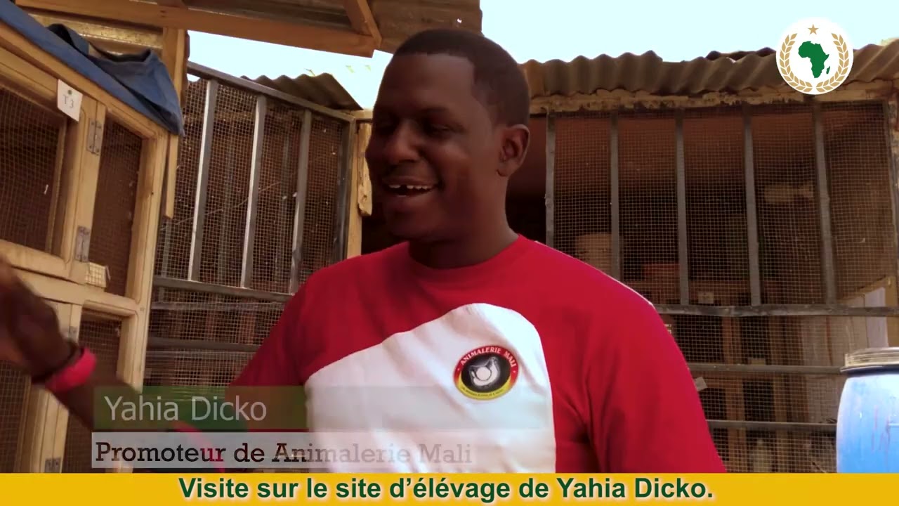 Devenir millionnaire grâce l'élevage de pigeons ,c'est possible.  Yahia Dicko est un exemple.