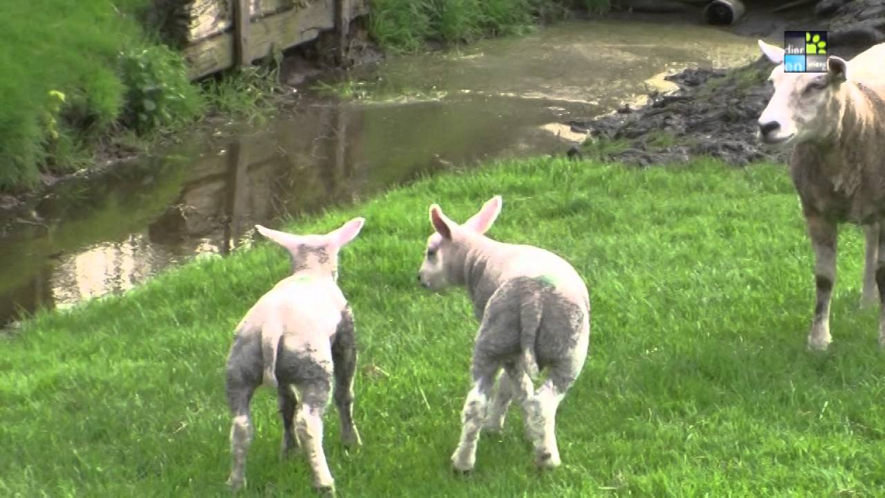 DIER EN VRIEND TV AFL. 233 - DIERENAMBULANCE