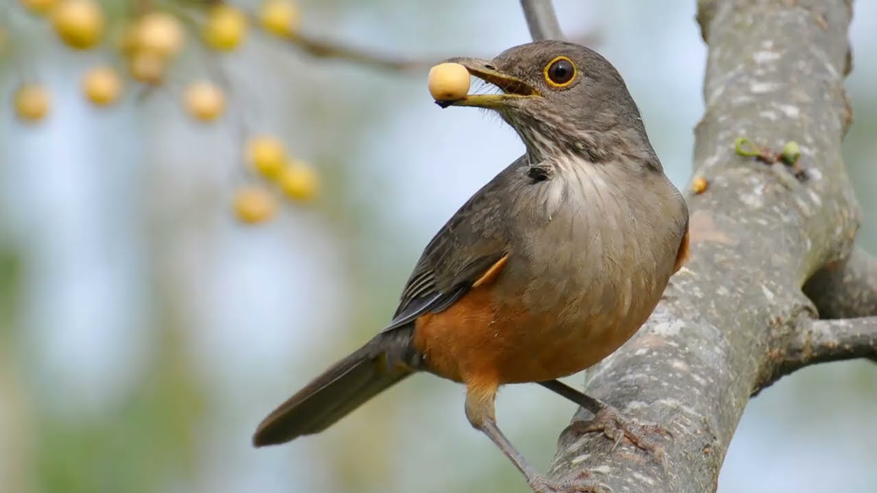 Amazing Birdsong from Brazil | Rufous-bellied Thrush