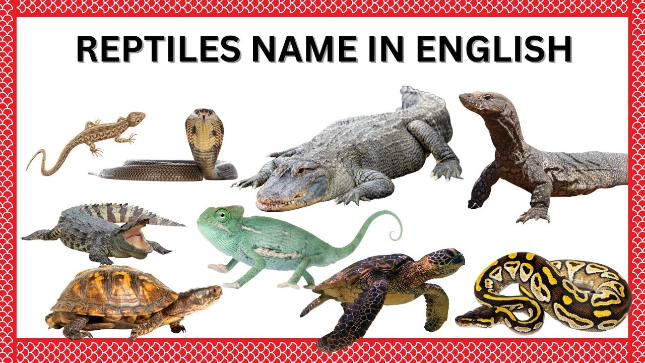 Reptiles Name | Reptiles Name in English with Picture| Learn Reptile Animals for Kids  #reptilesname