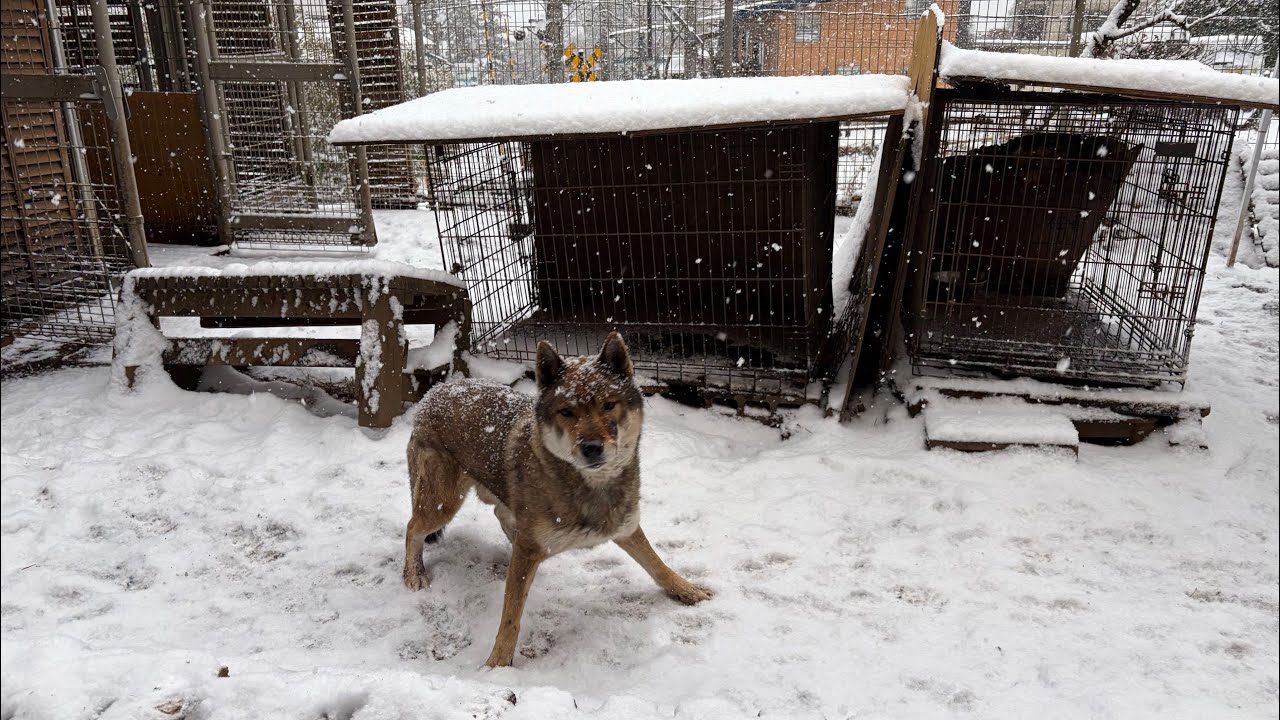 四国犬　雪☃️が降りましたよ🥶