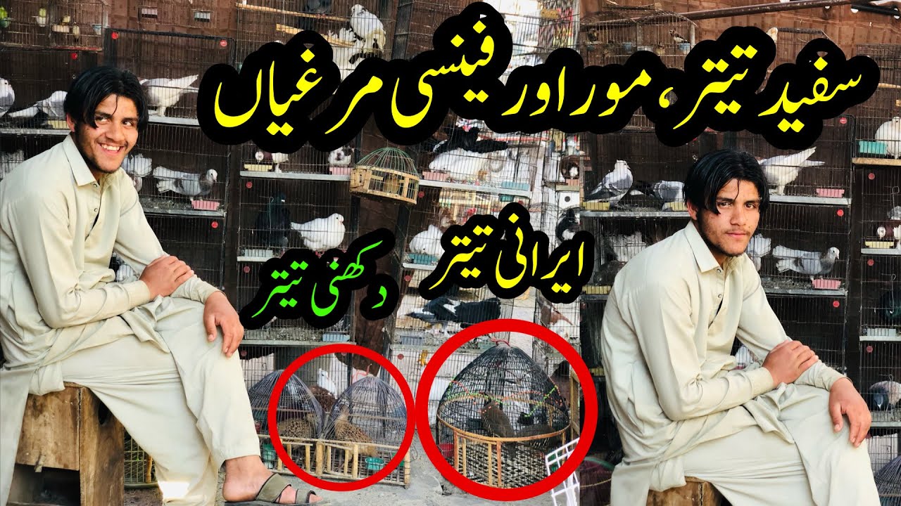 Irani teetar,Albino teetar,dakhni teetar,Ducks &Peacock |  Birds Market | fancy hens