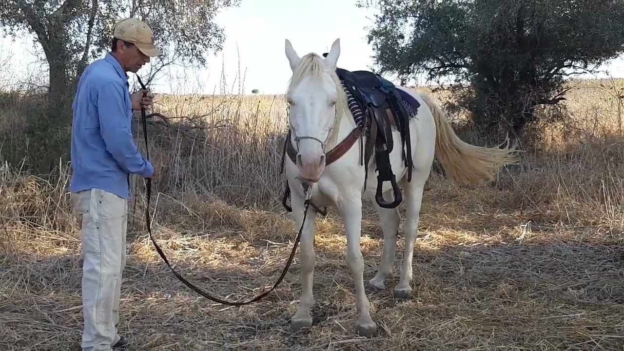 איך סוס מראה שהוא לא מוכן שיעלו עליו. בדיקה חשובה, במיוחד כשבאים לעלות על סייח או סוס שלא מכירים