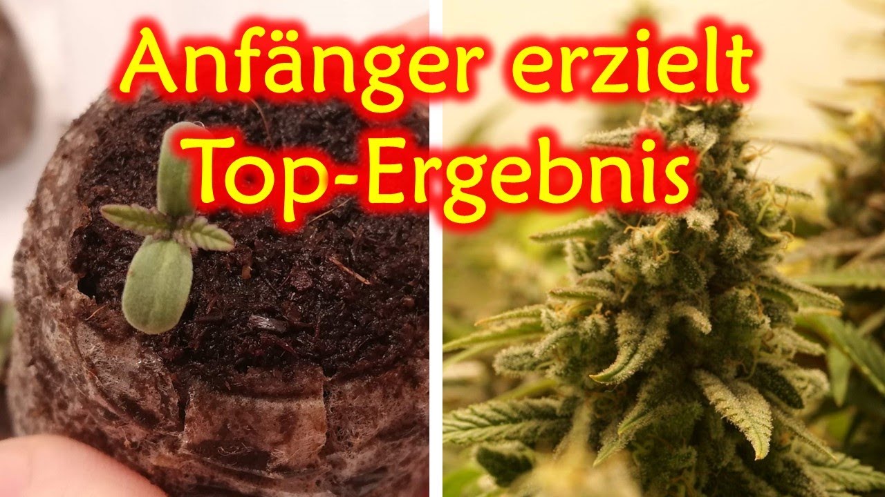 Cannabis Grow im 60x60 Zelt &ndash; Ein Zuschauer zeigt wie's geht