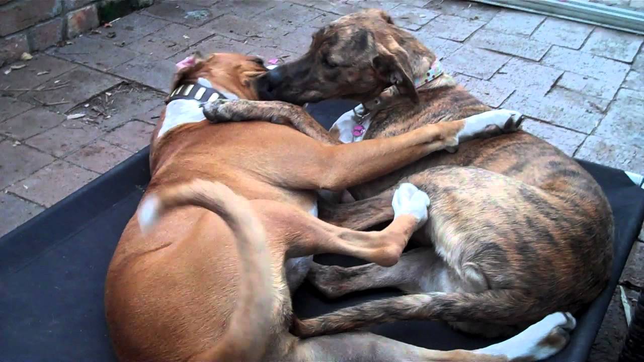 Sophie and Pilot - Two Funny Dogs Making Out