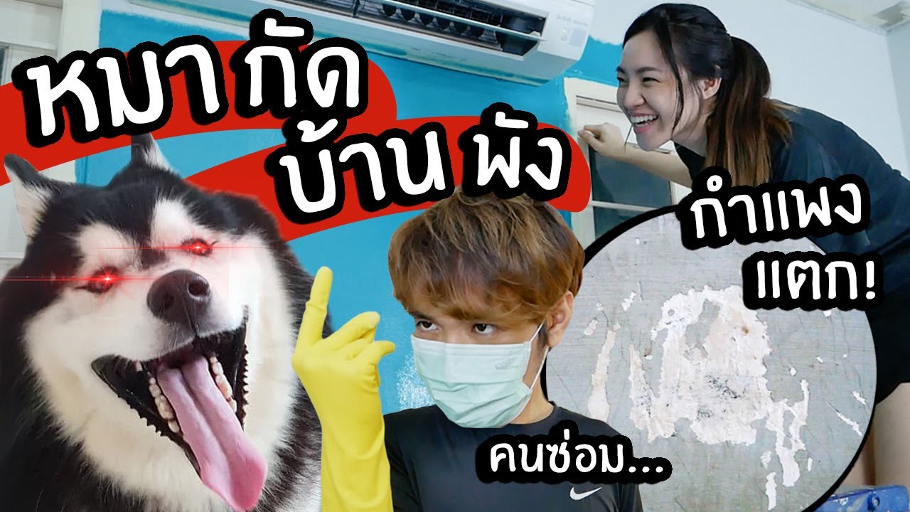 หมากัดบ้านพัง กำแพงแตก! // สงครามแย่งจ่าฝูง ep.2 (แปลงโฉมห้องหมา!)