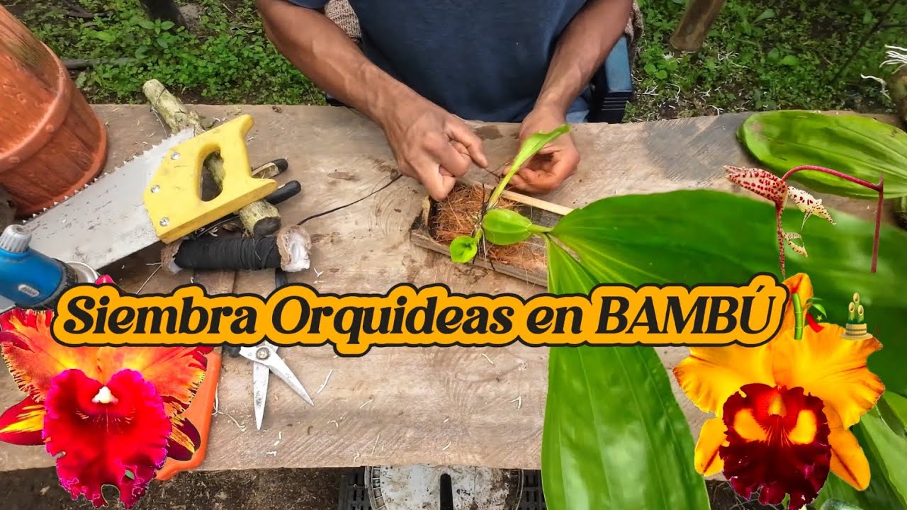 CURSO SIEMBRA de orquídeas en BAMBU