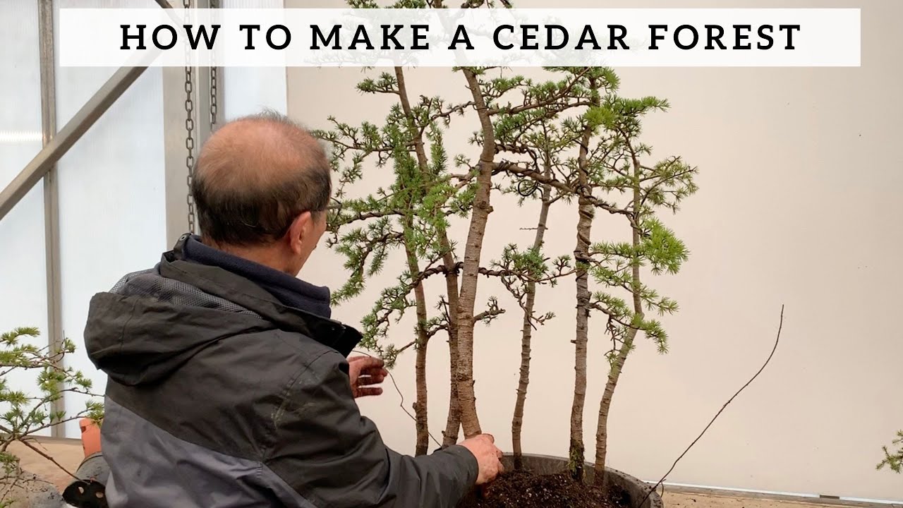 How to Make a Cedar Forest