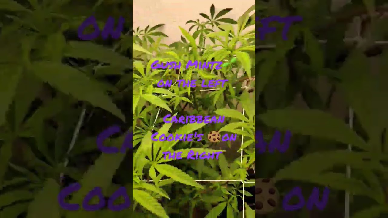 Week 1 of Flower , Gush Mintz & Caribbean Cookie's 🤌🌱☘️🤦 #GODISGOOD
