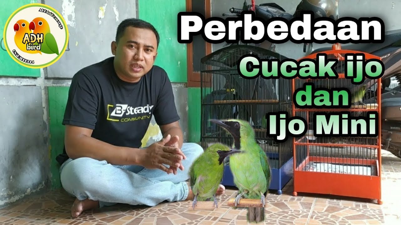 PERBEDAAN CUCAK IJO DAN CUCAK IJO MINI SECARA FISIK