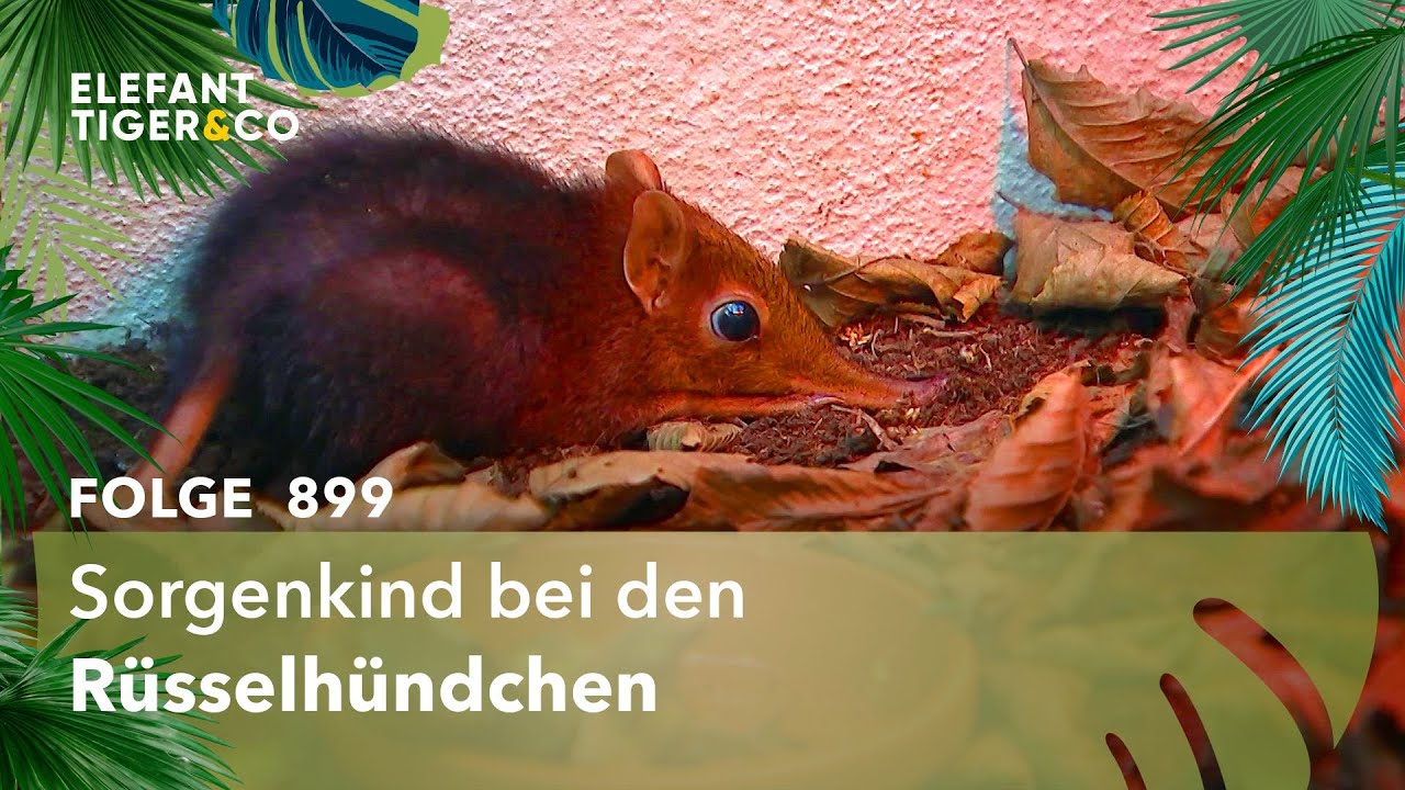 Der dünne Dicke (Folge 899) | Elefant, Tiger & Co. | MDR