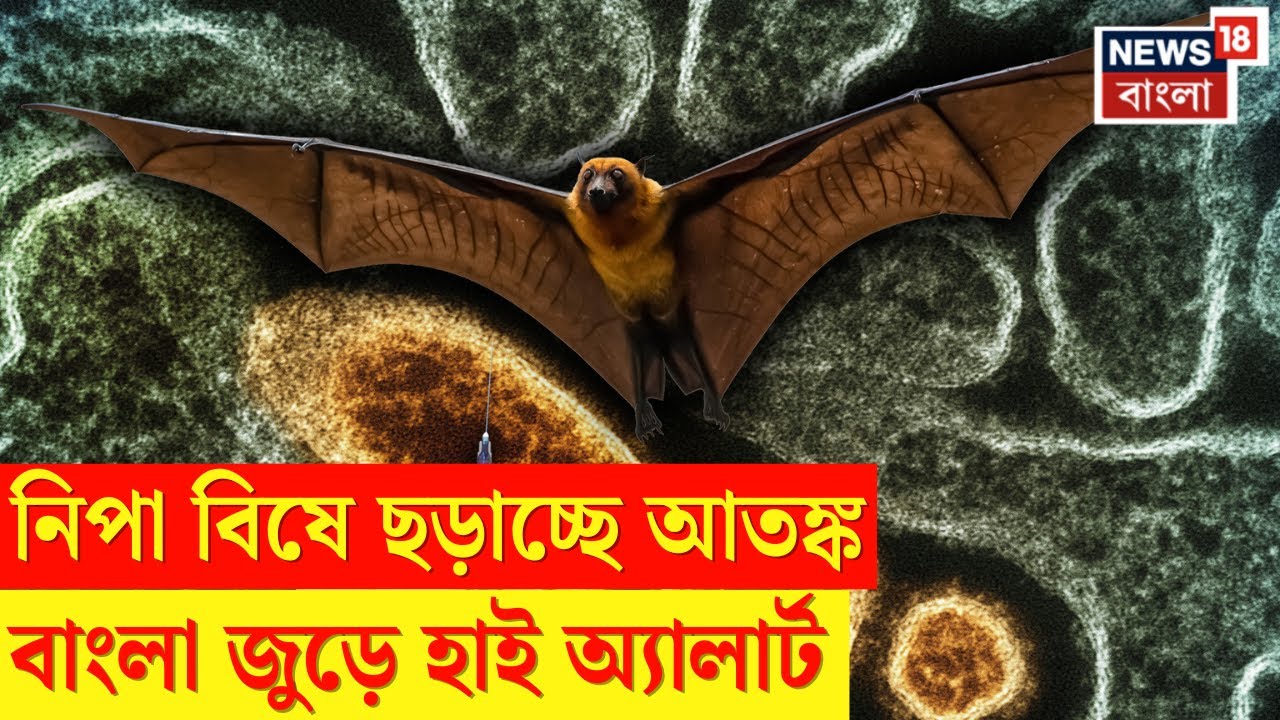 Nipah Virus West Bengal | বাদুড়ের ঠোঁটে বিষের ফলা, খেজুর রসে নিপার ছোবল, সতর্ক বাংলা ।N18V