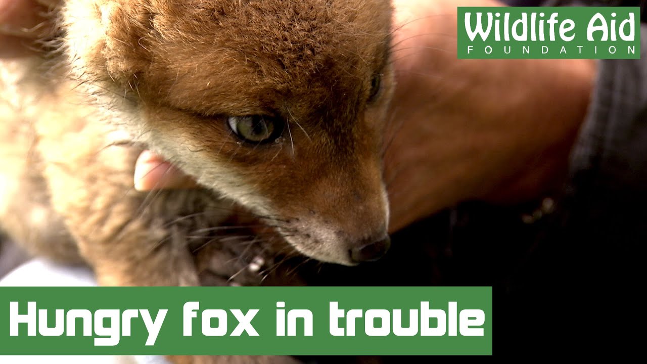 Very cute baby fox in trouble!