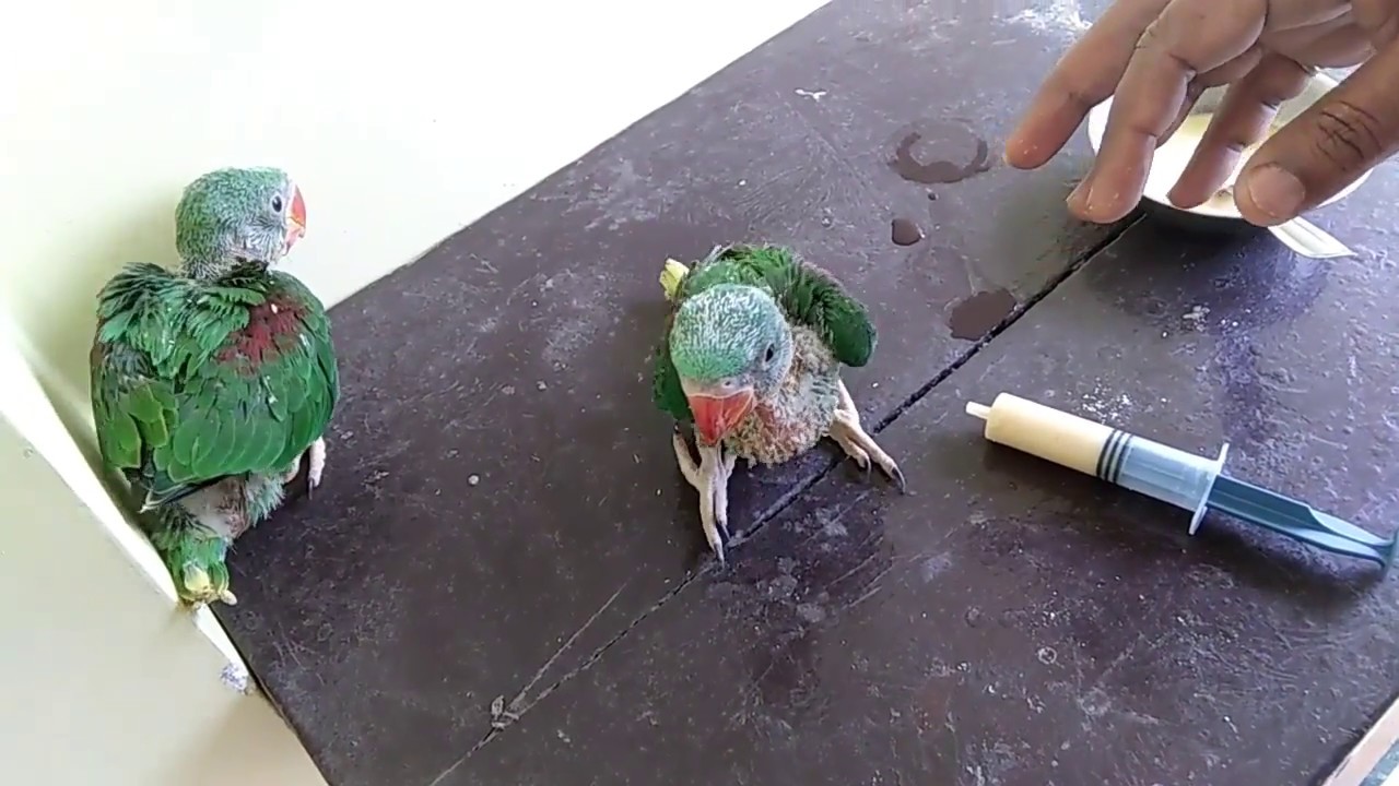Baby Parrot Feeding with Syringe/ Tote Ke Bachche Ko Syringe se Kese feed karaye in Hindi / Urdu
