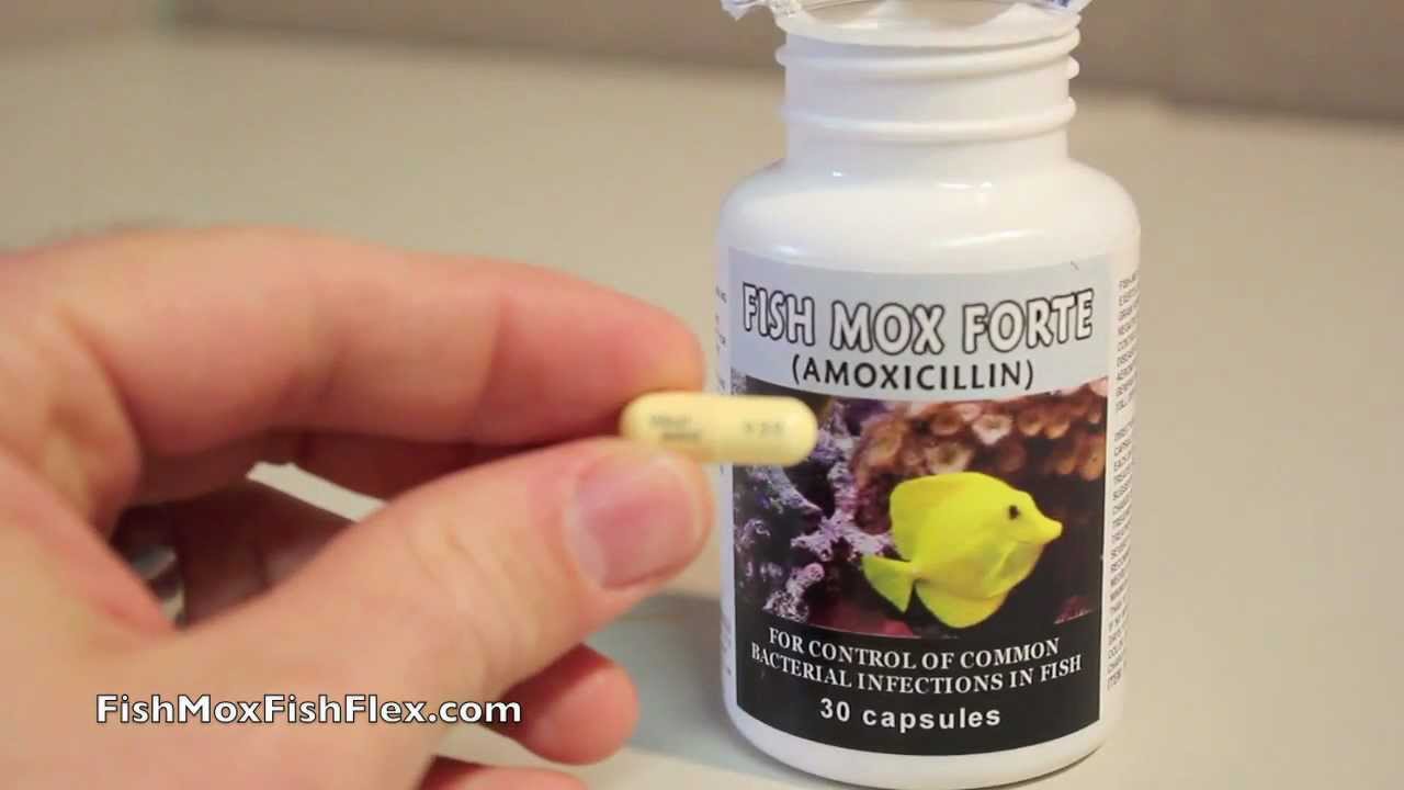Fish Mox Forte 500 mg Amoxicillin Fish Antibiotic