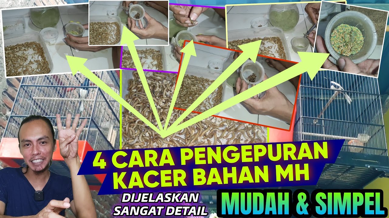 PAKAI 4 CARA INI SAJA ‼️ AGAR KACER BAHAN CEPAT MAKAN PUR || CARA MERAWAT KACER BAHAN