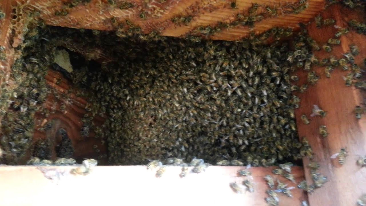 Jp The Bee Man plays a joke on Yappi !