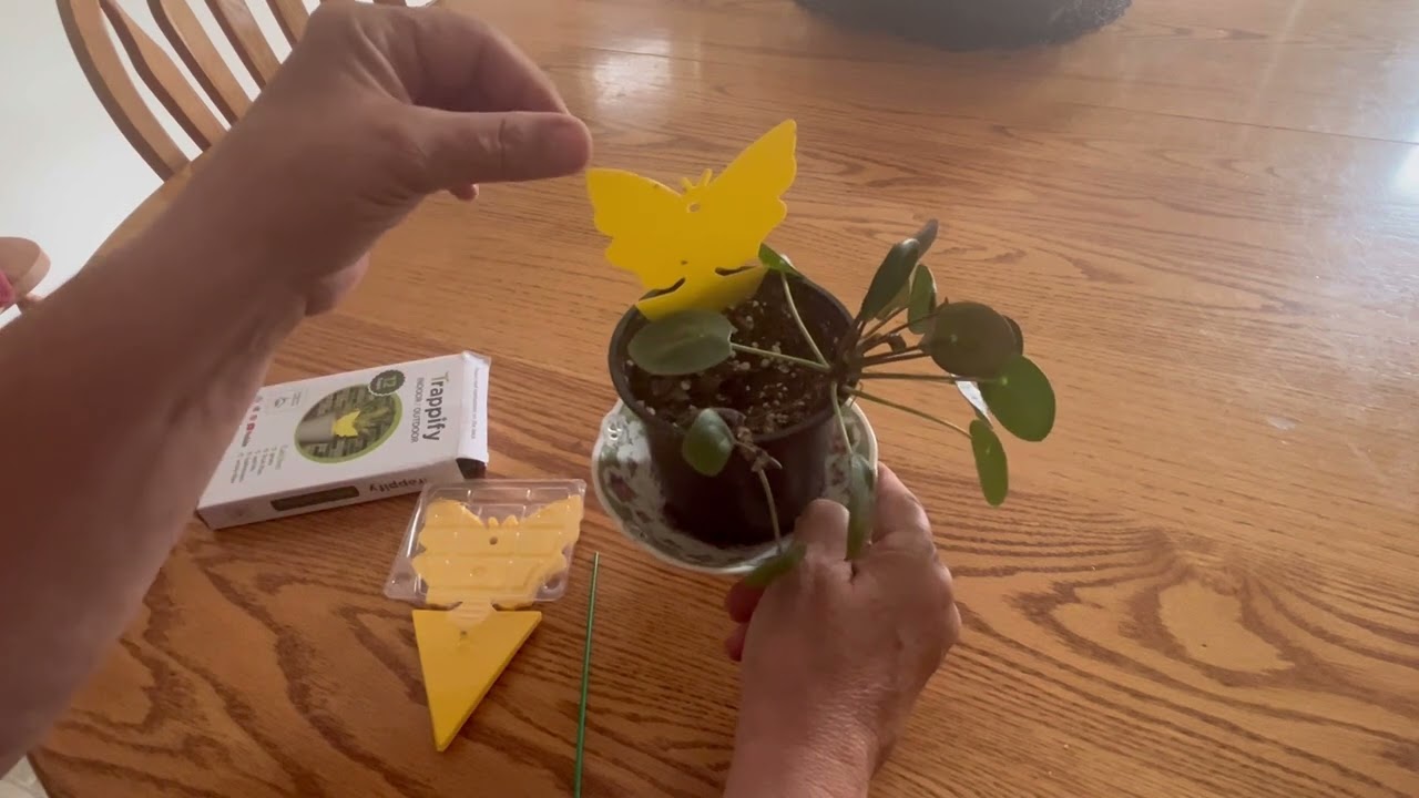 Trappify Sticky Traps -    Catches Those Pesky Fruit Flies