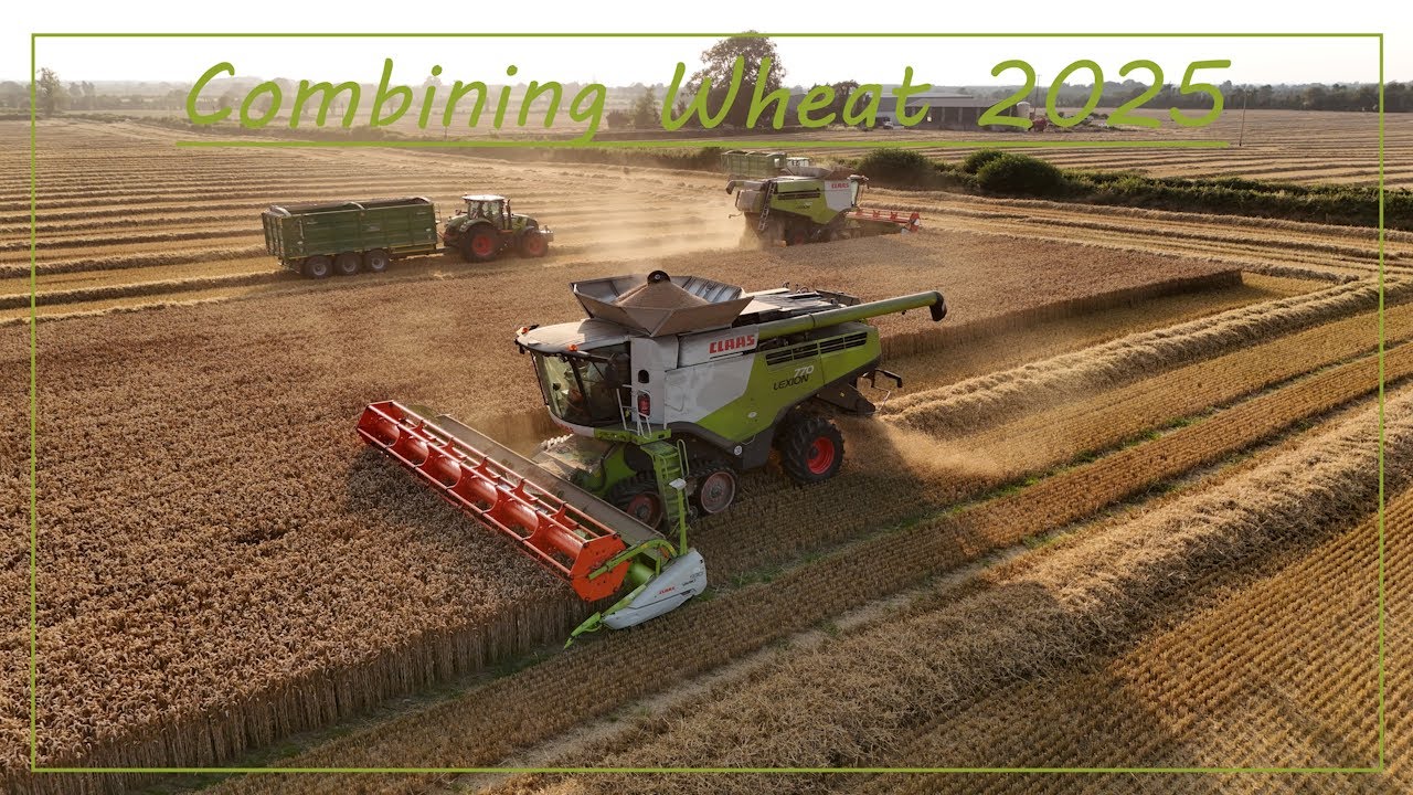 Combining Wheat 2025