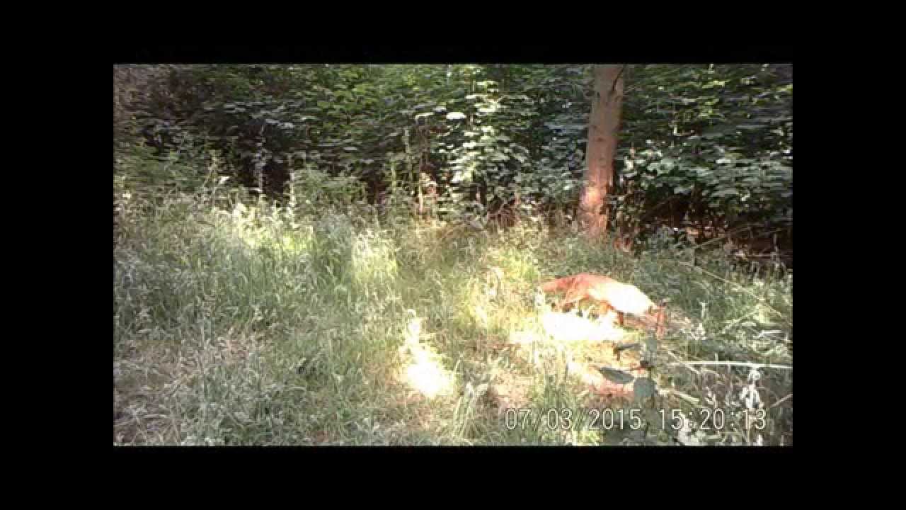 TRAIL CAMERA Results  Ltl Acorn 5210A  & 6310WMG