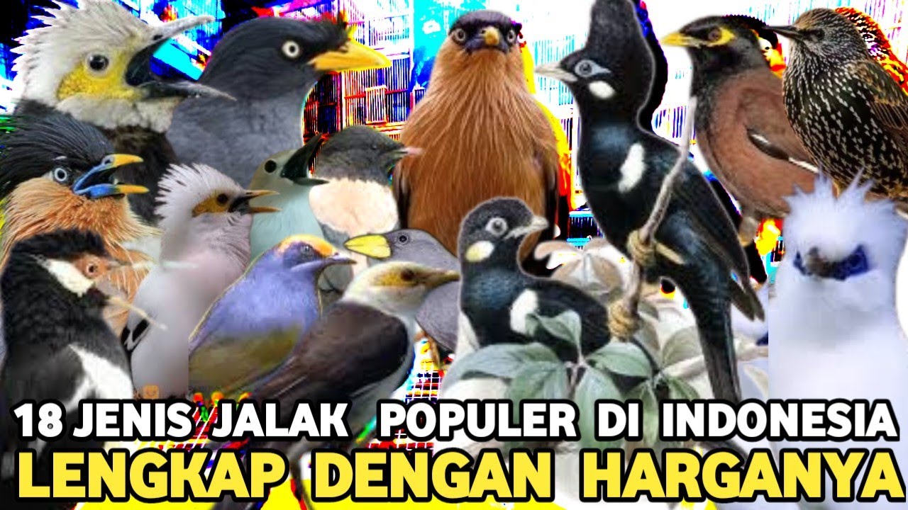 UPDATE 18 JENIS BURUNG JALAK BERIKUT HARGANYA DI PASAR BURUNG PRAMUKA