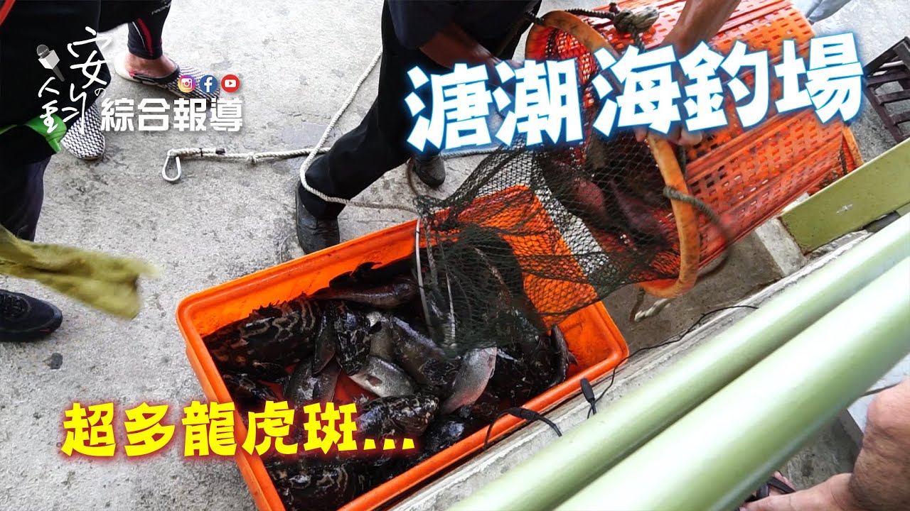 溏潮海釣場【新北】龍虎斑放超過500斤！一位大哥好運連拉兩隻龍膽【安鈞#海釣場】