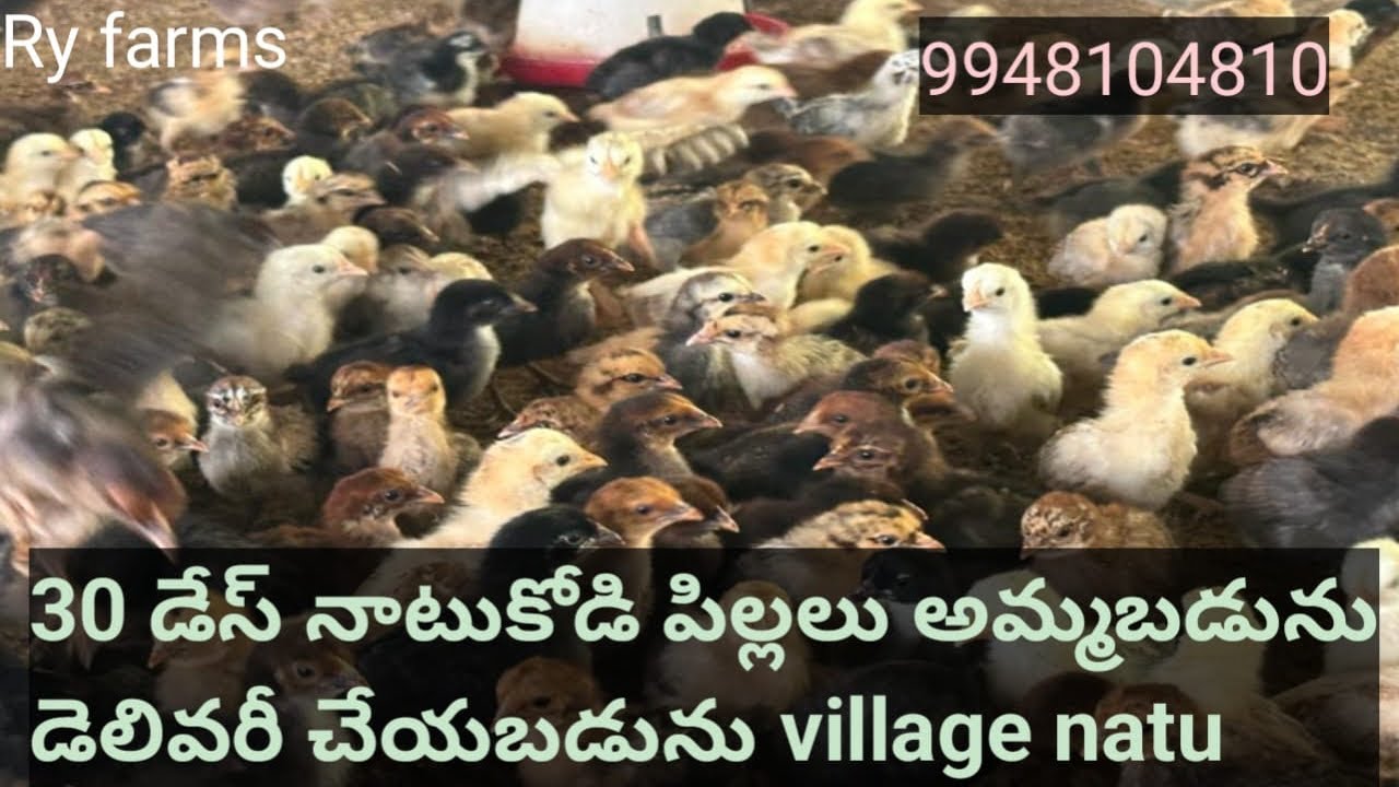Pure Natukodi pillalu sale Telangana and Ap Delivery available 9948104810 Raju reddy